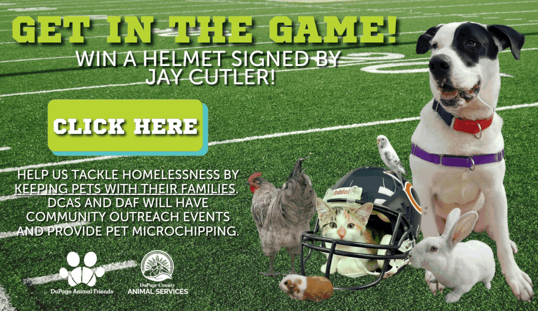 Dog, cat, rabbit, chicken, guinea pig, parakeet on green football field with a football helmet signed by Jay Cutler the button the headline says get in the game and win a helmet signed by Jay Cutler. Smaller headline says help us tackle homelessness by keeping pets with their families DuPage County Animal Services and DuPage Animal Friends will have community outreach events and provide pet microchipping. Image is a clickable link.